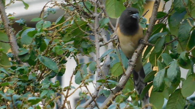 Rufous Treepie - ML611228471