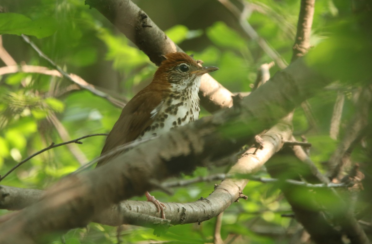 Wood Thrush - ML611228511