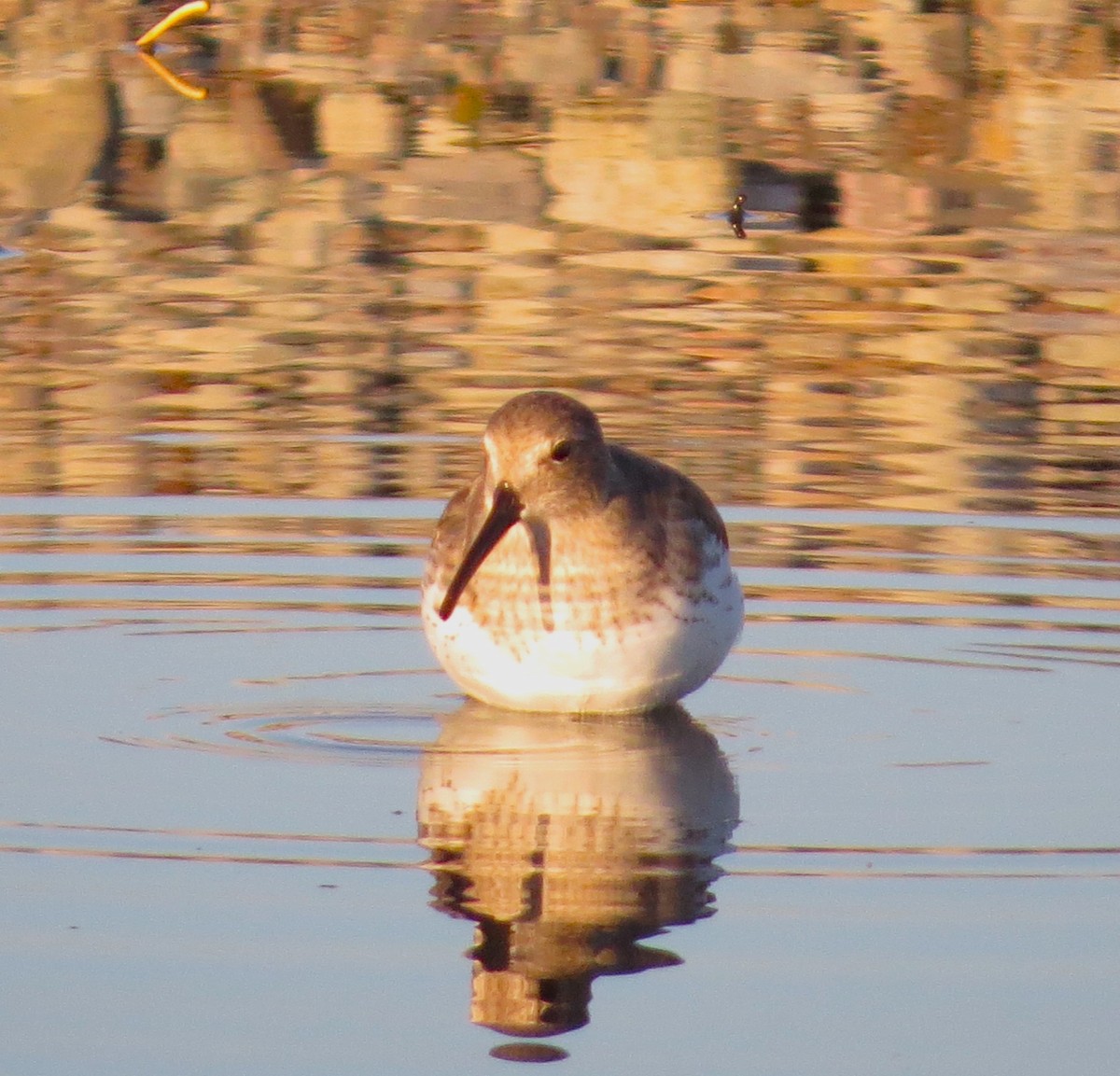 Bécasseau variable - ML611228519