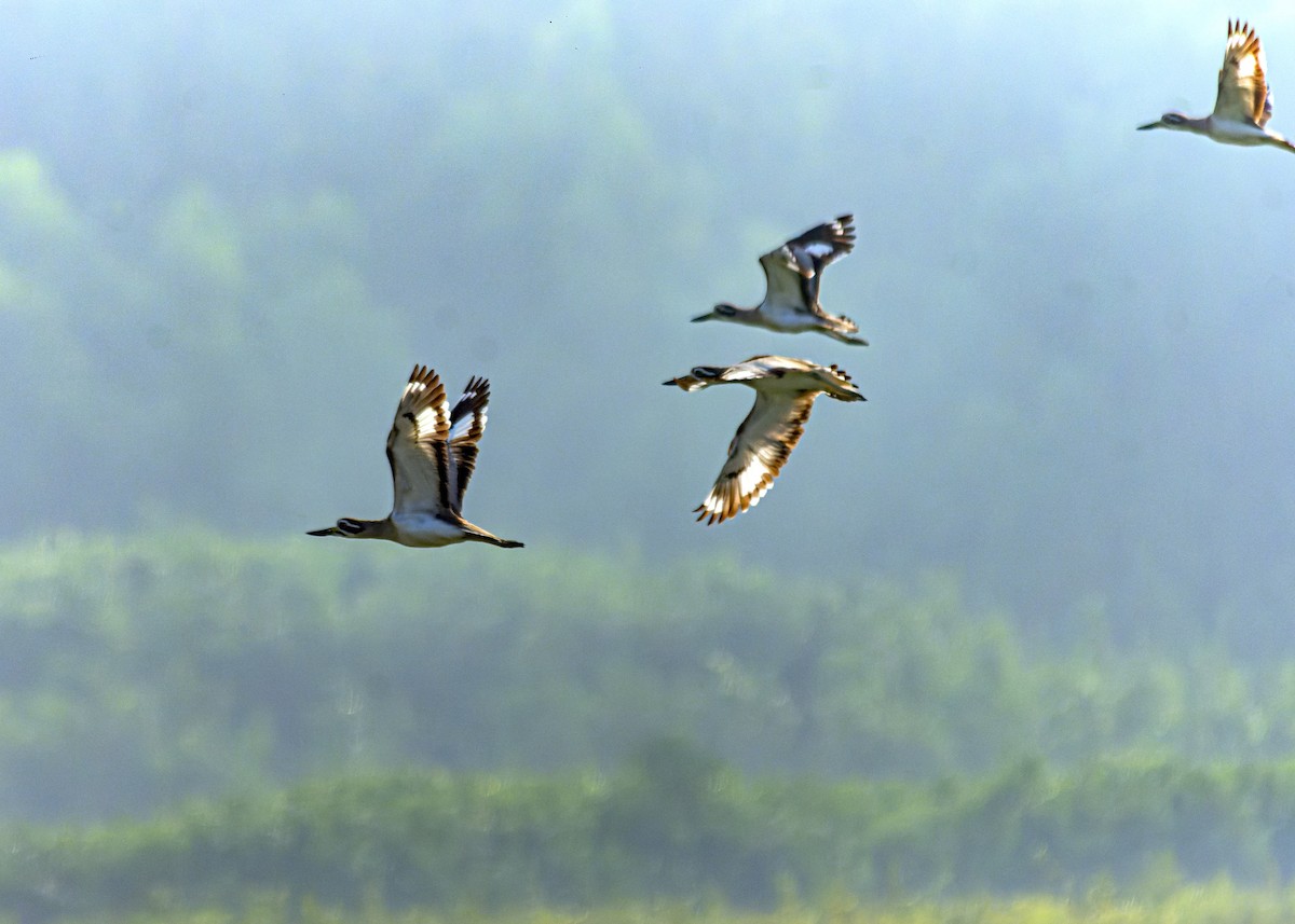 Great Thick-knee - Md. Rahman