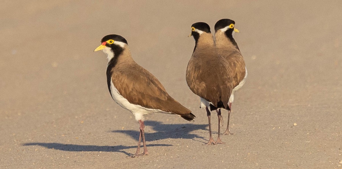 Banded Lapwing - David Barton