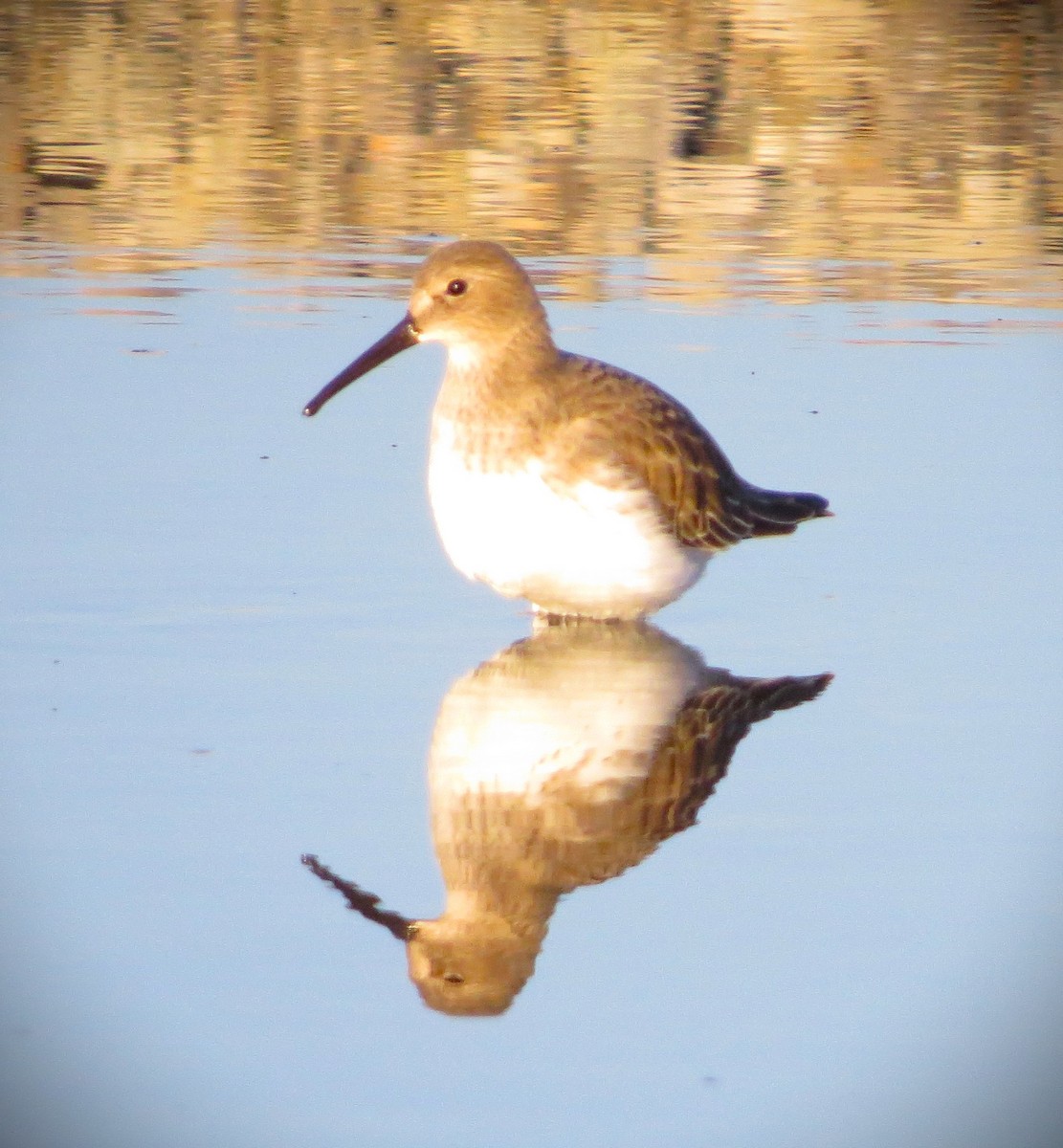 Bécasseau variable - ML611228608