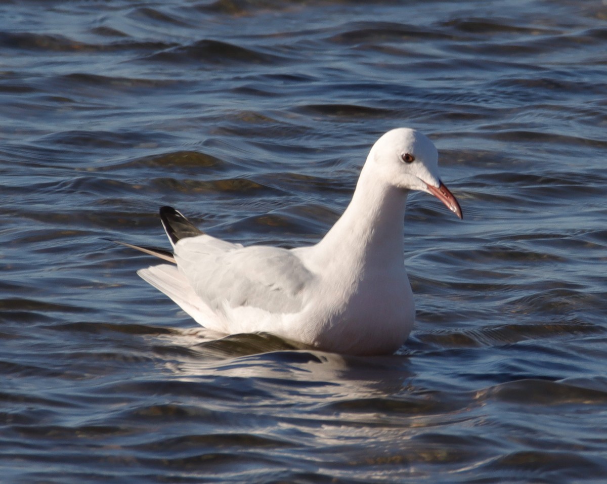 Slender-billed Gull - ML611228677