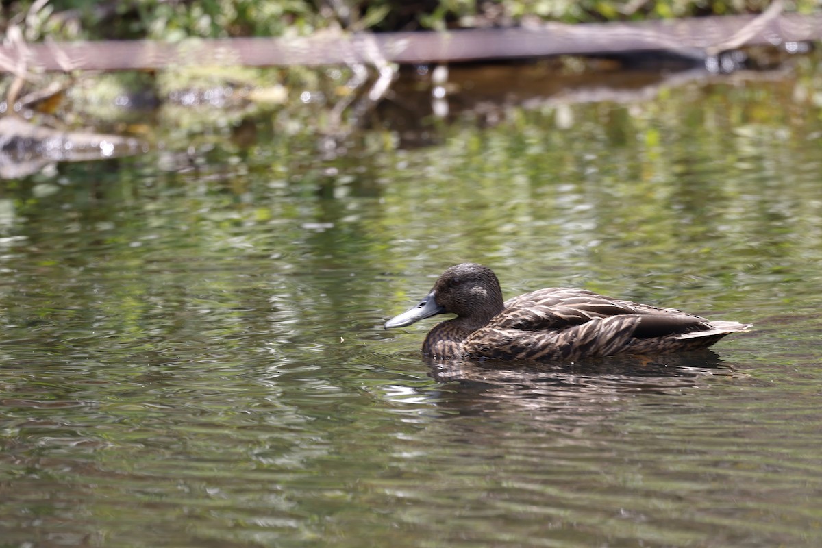 Meller's Duck - ML611228680