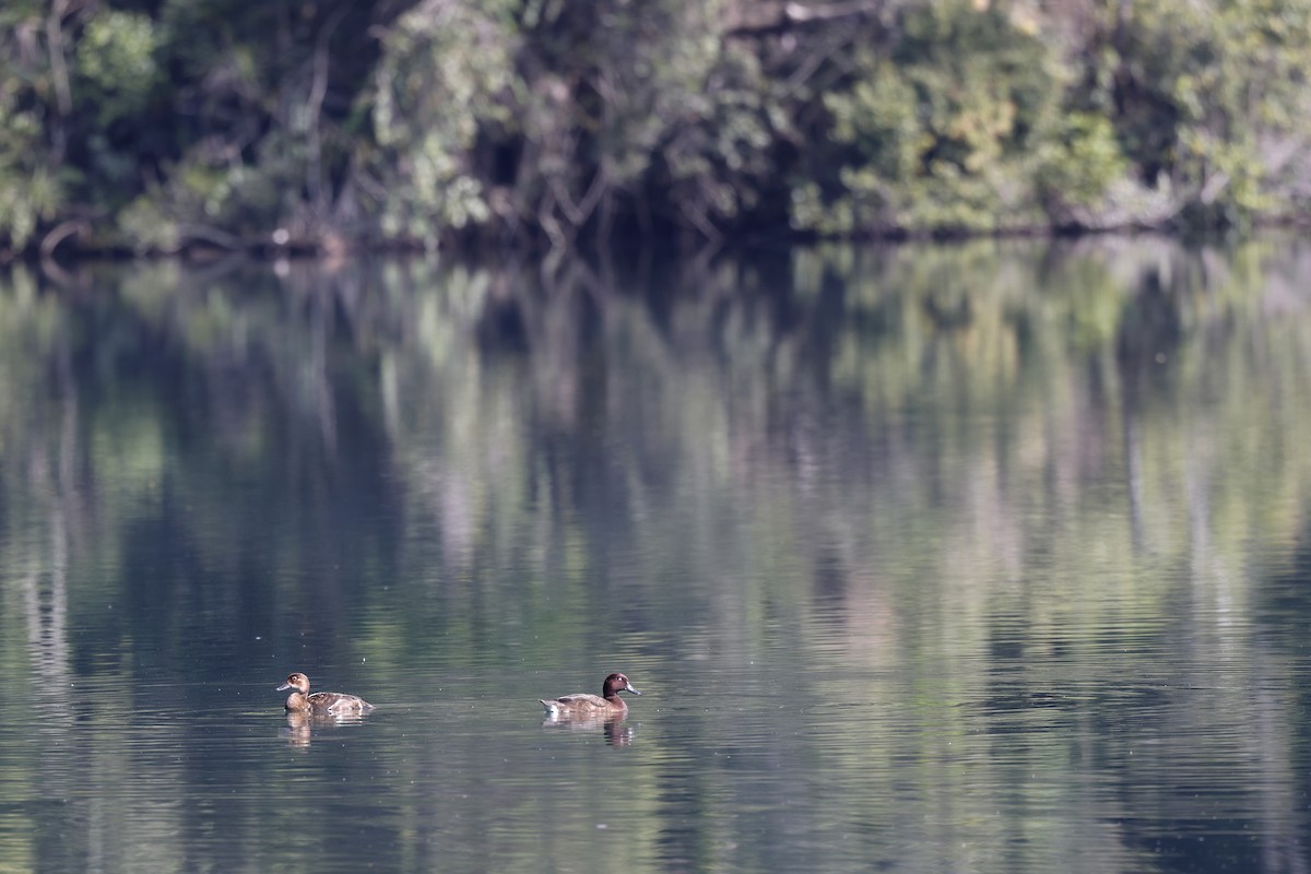 Madagascar Pochard - Daniel Branch