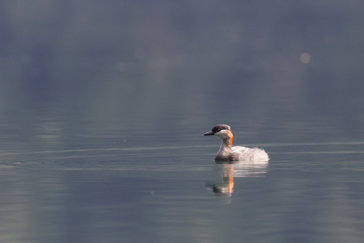 Madagascar Grebe - Daniel Branch