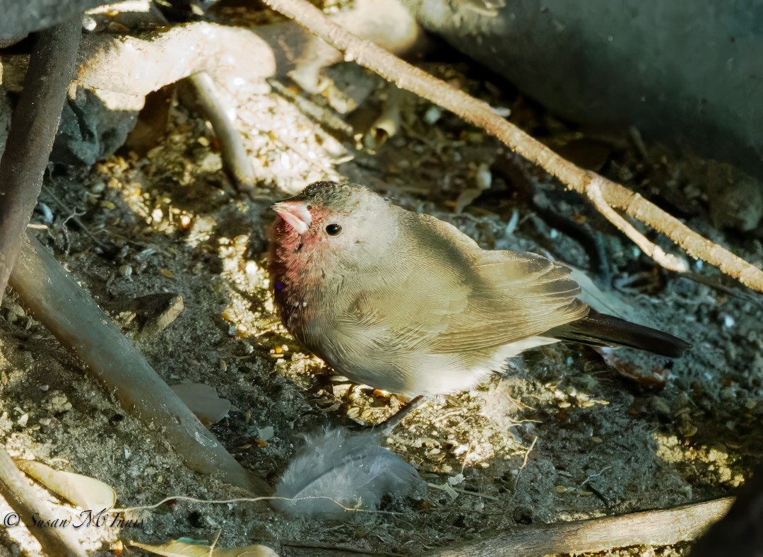 Brown Firefinch - ML611228745