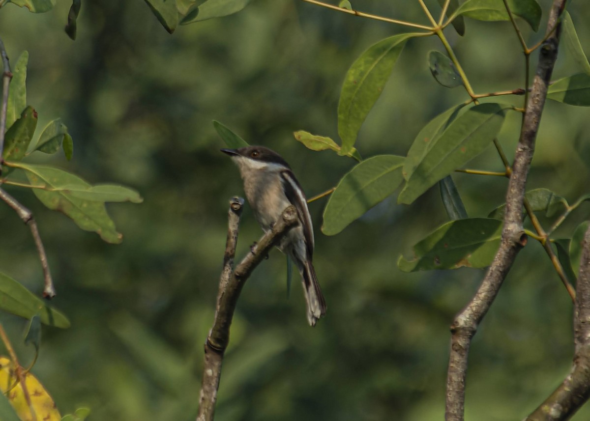 Bar-winged Flycatcher-shrike - Md. Rahman
