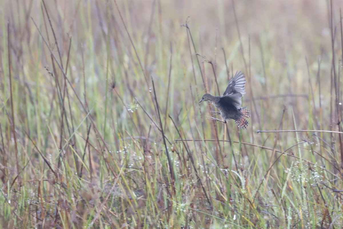 Slender-billed Flufftail - ML611228794