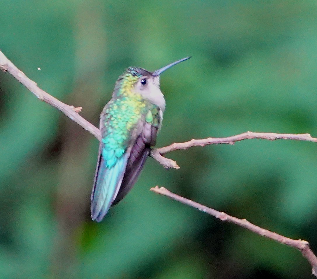 White-bellied Emerald - ML611228835