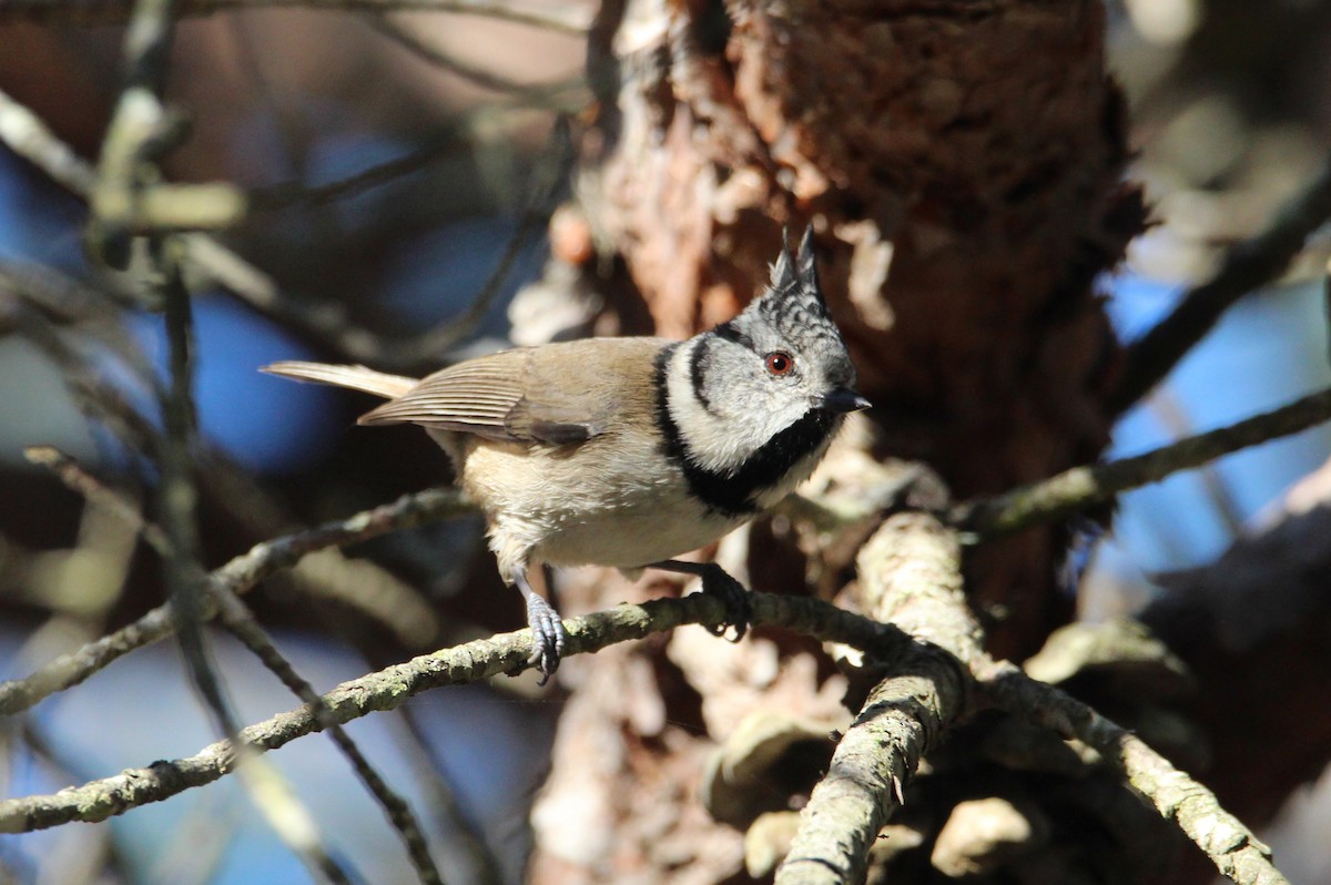 Crested Tit - ML611228871