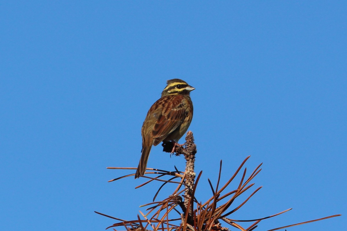 Hesi-berdantza - ML611228906