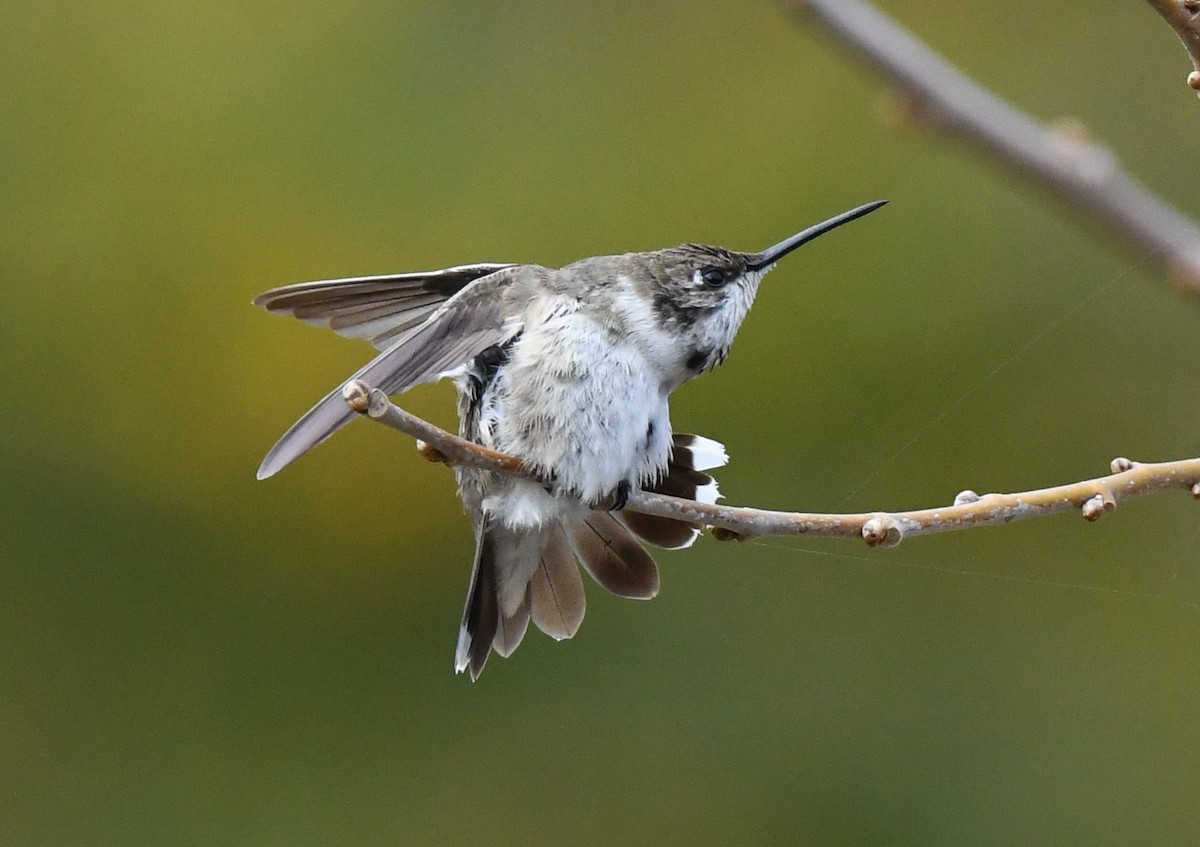 Black-chinned Hummingbird - ML611229015