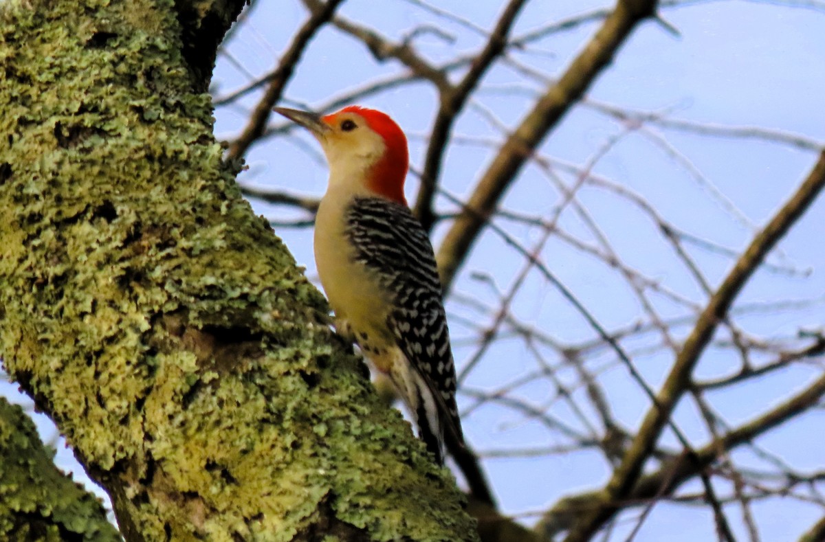 Red-bellied Woodpecker - Anne Mytych