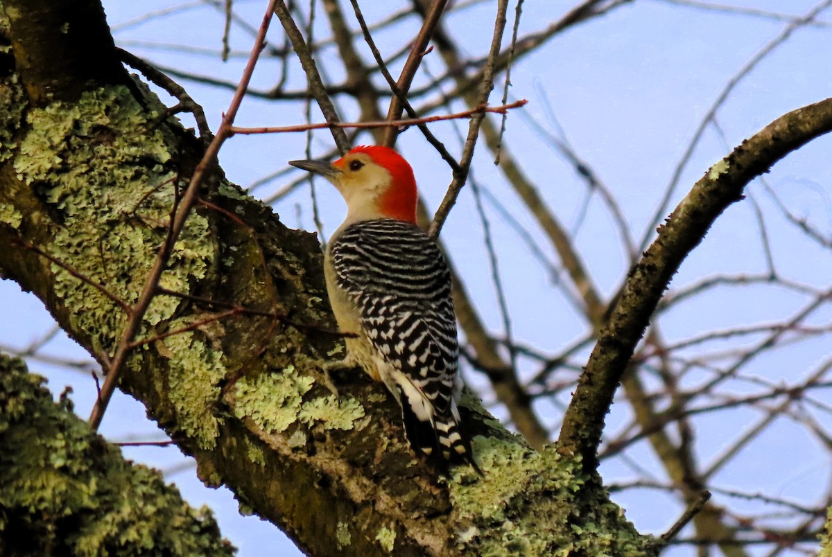 Red-bellied Woodpecker - Anne Mytych