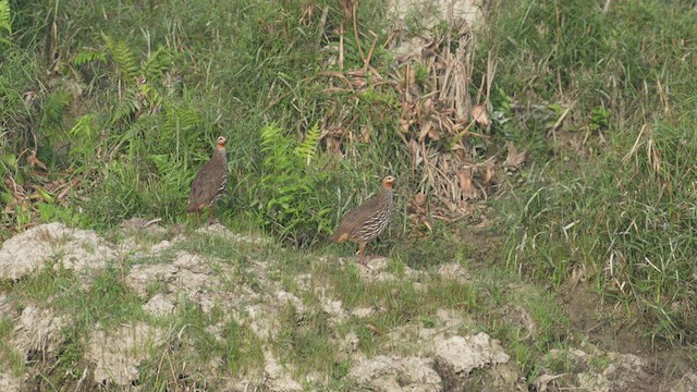 Swamp Francolin - ML611229124