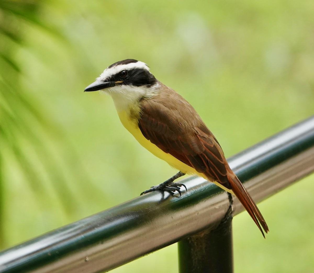 Great Kiskadee - ML611229166
