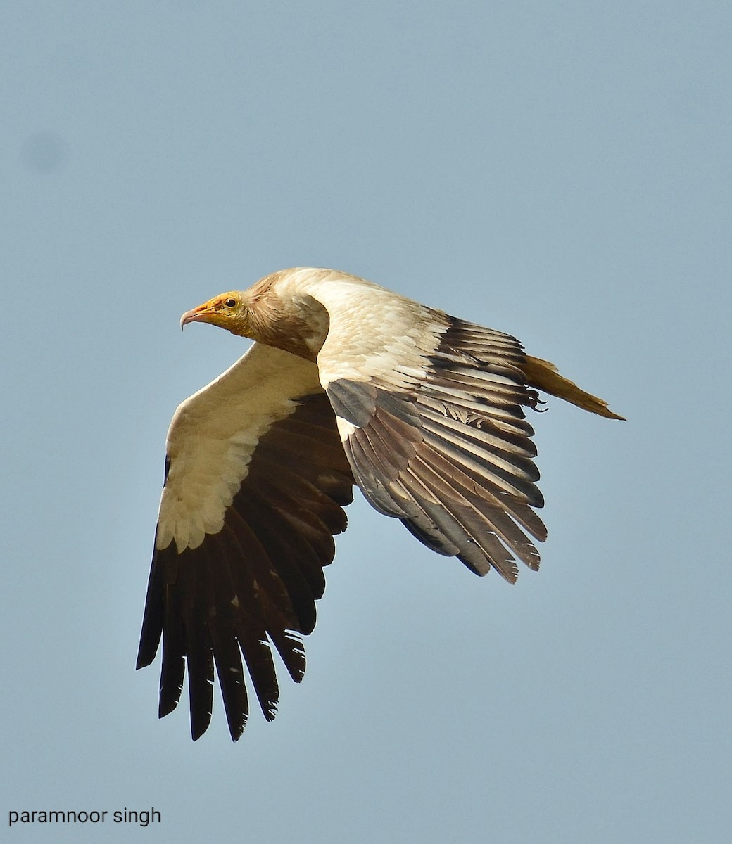 Egyptian Vulture - paramnoor singh  antaal