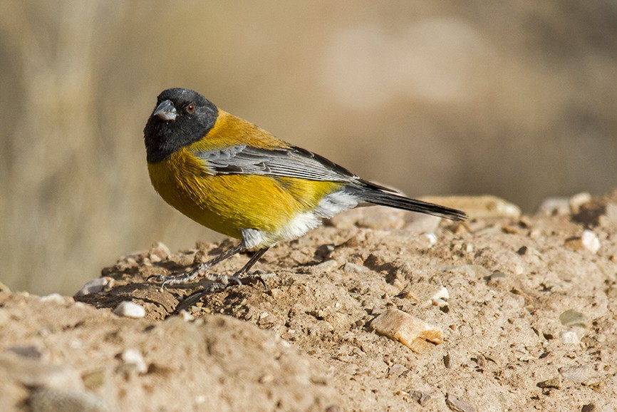 Black-hooded Sierra Finch - ML611229361