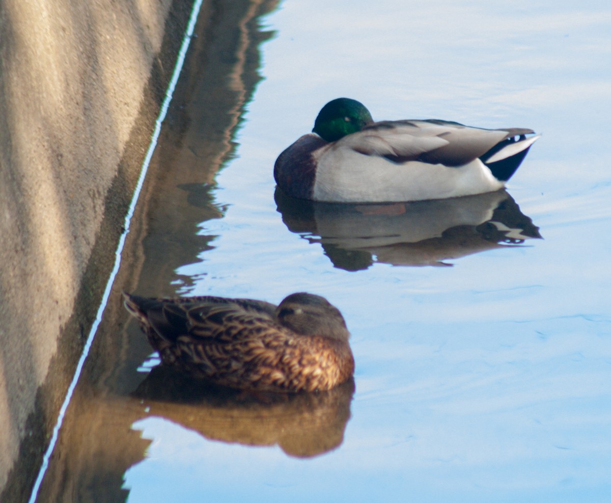 Mallard - ML611229394