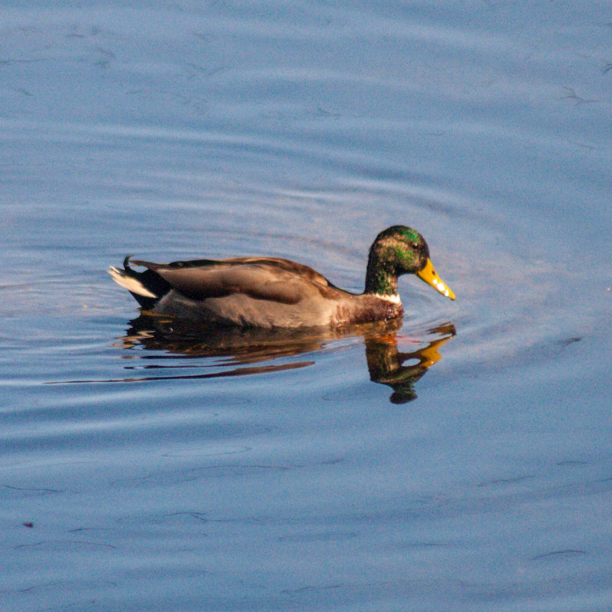 Mallard - ML611229395