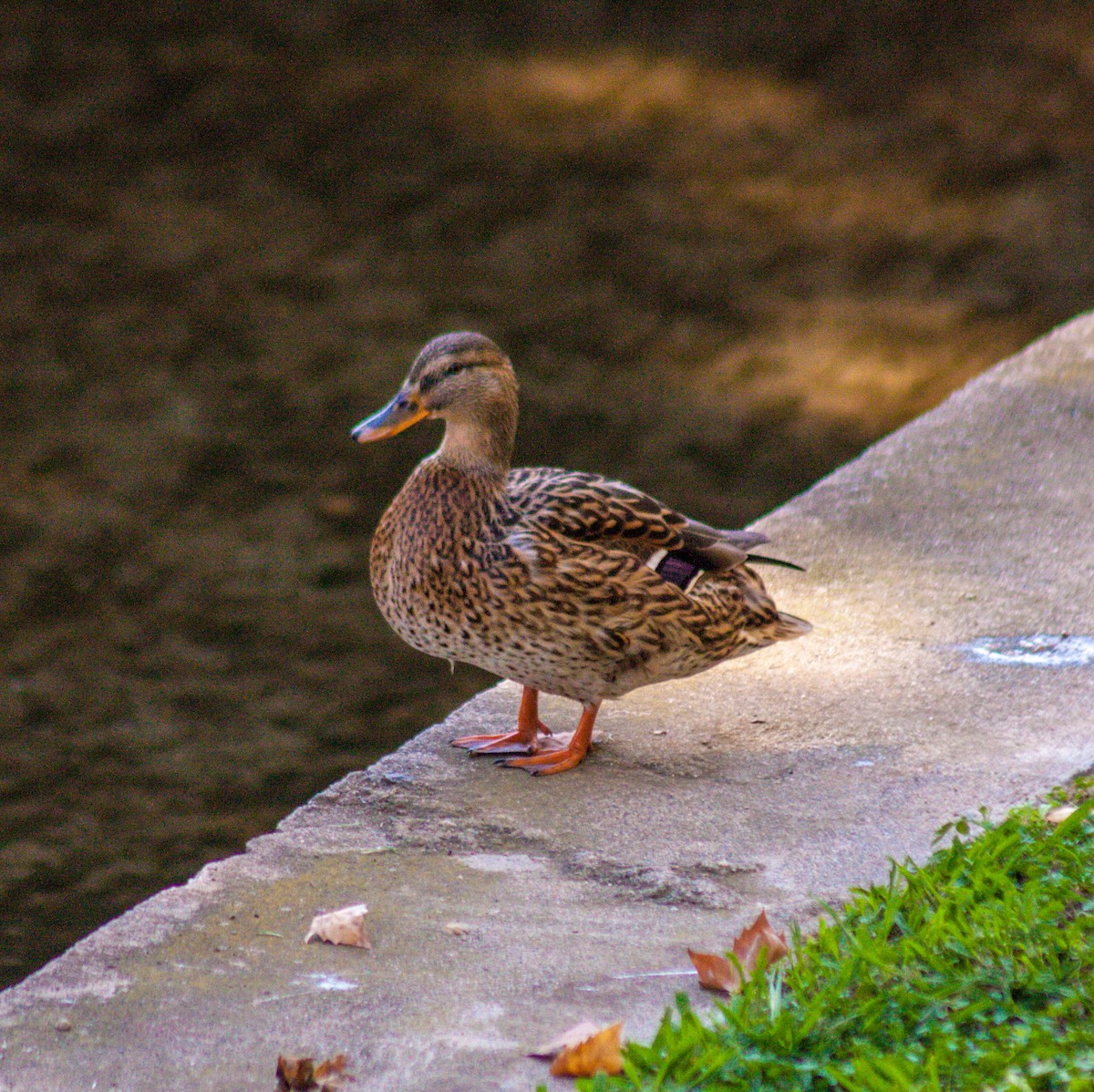 Mallard - ML611229396