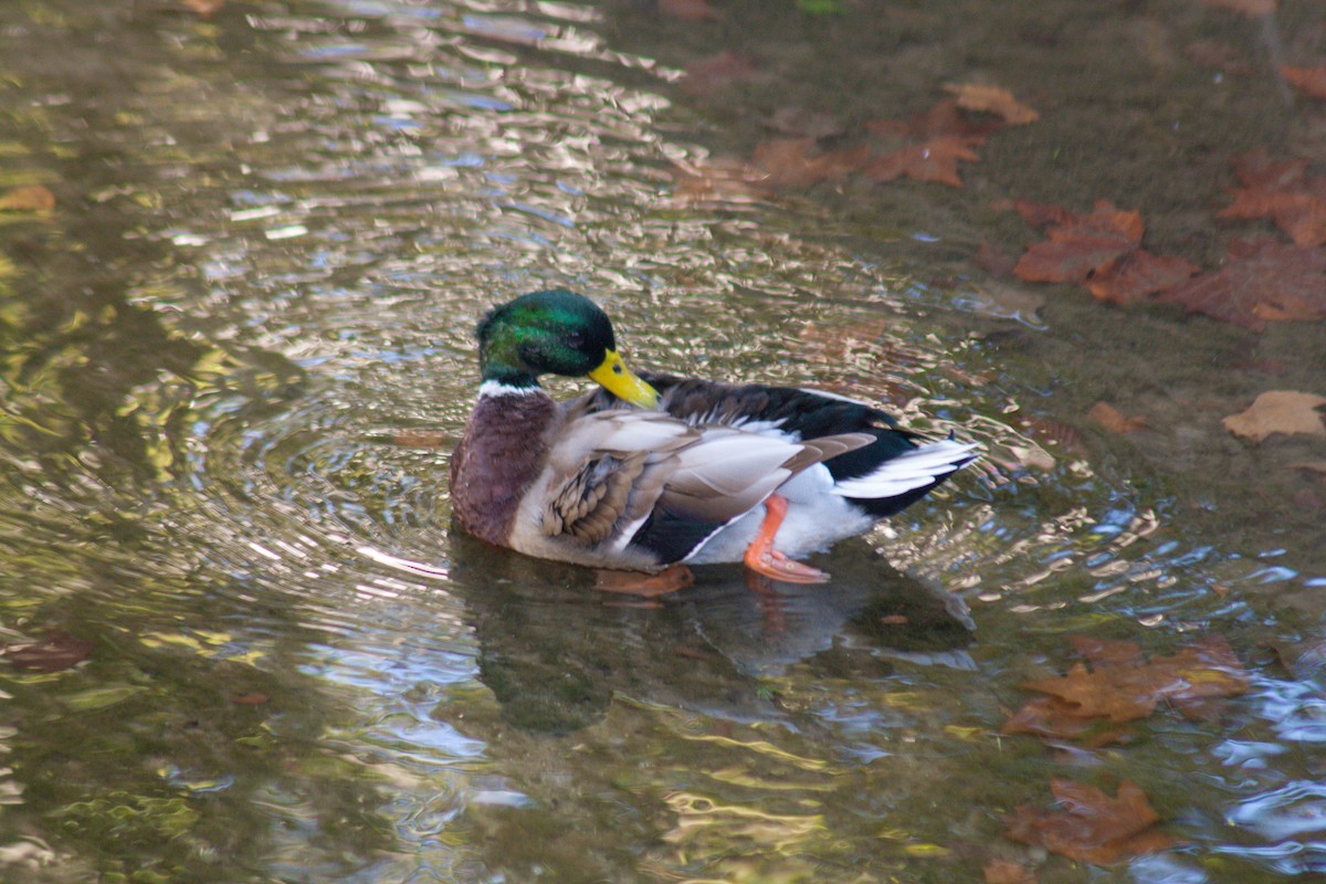 Mallard - ML611229398