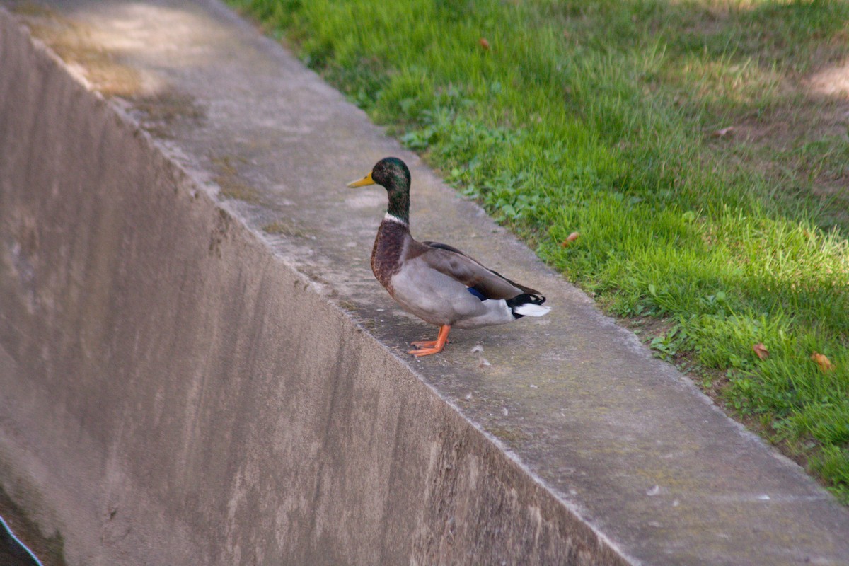 Mallard - ML611229399