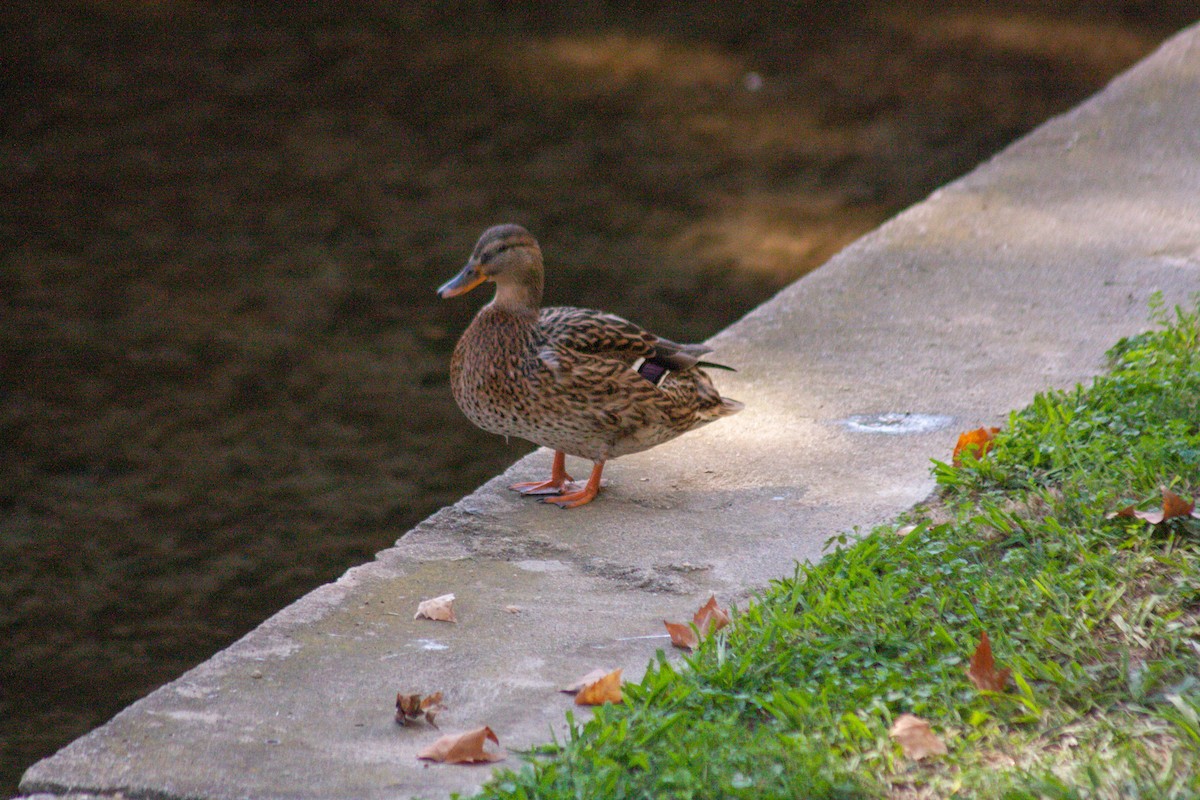 Mallard - ML611229401