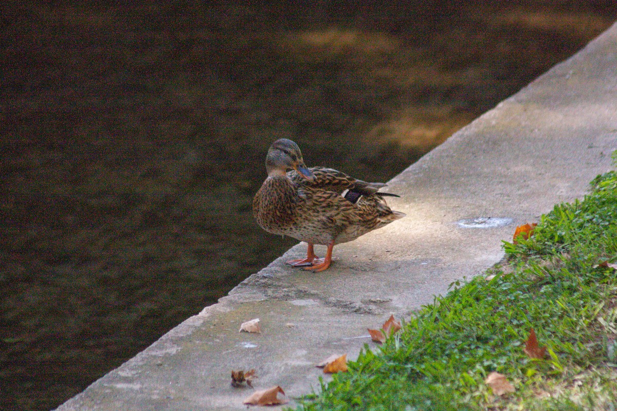 Mallard - ML611229402