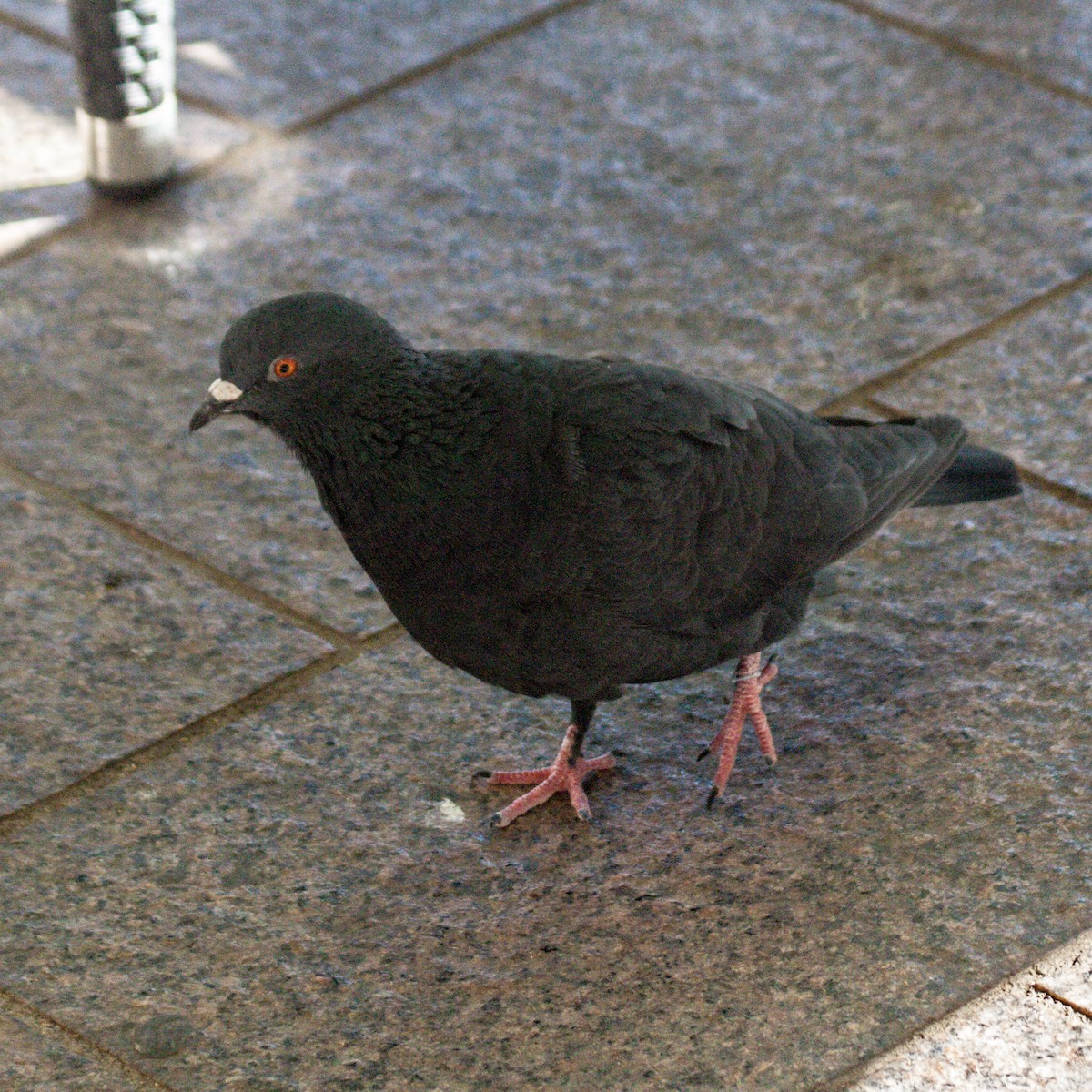 Rock Pigeon (Feral Pigeon) - ML611229404