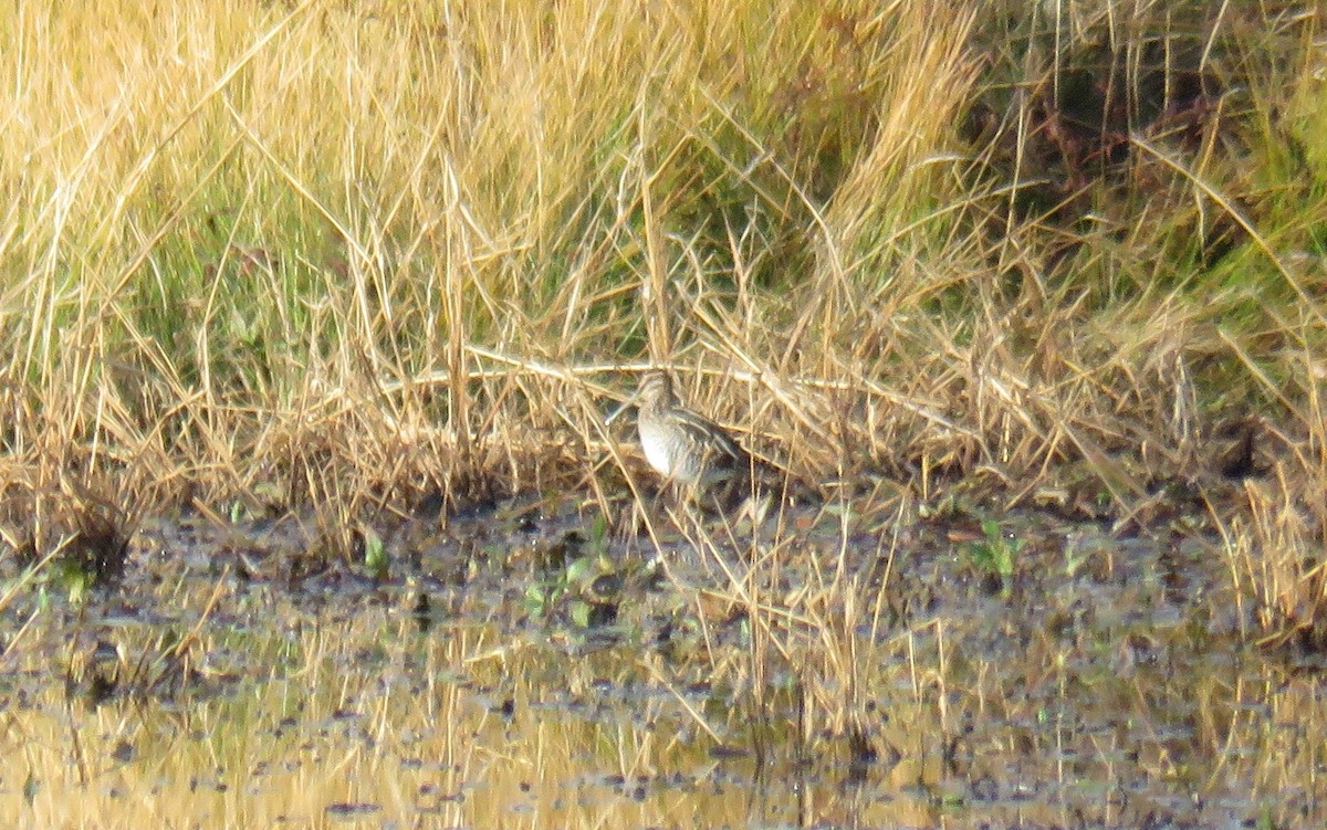 Wilson's Snipe - Toby Hardwick