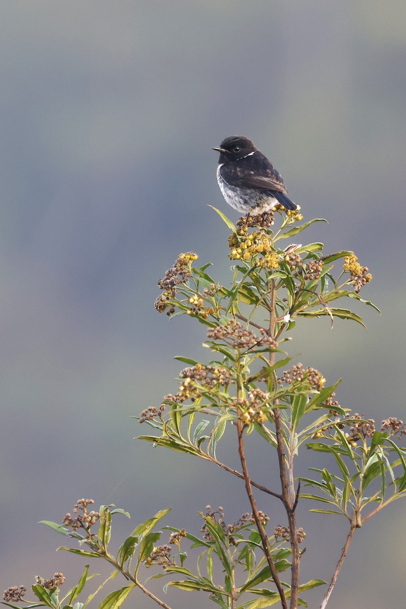 African Stonechat (Madagascar) - ML611229418