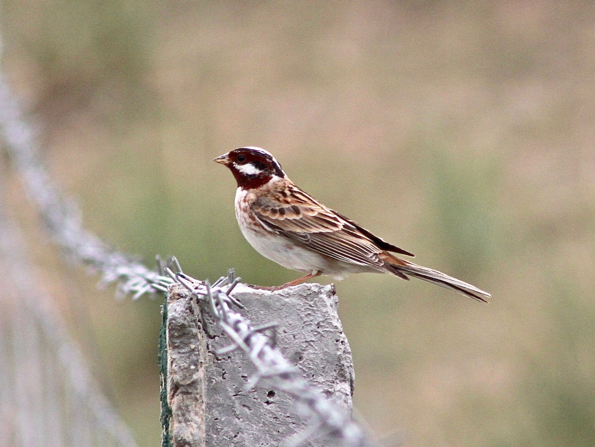 Pine Bunting - Martin Hosier