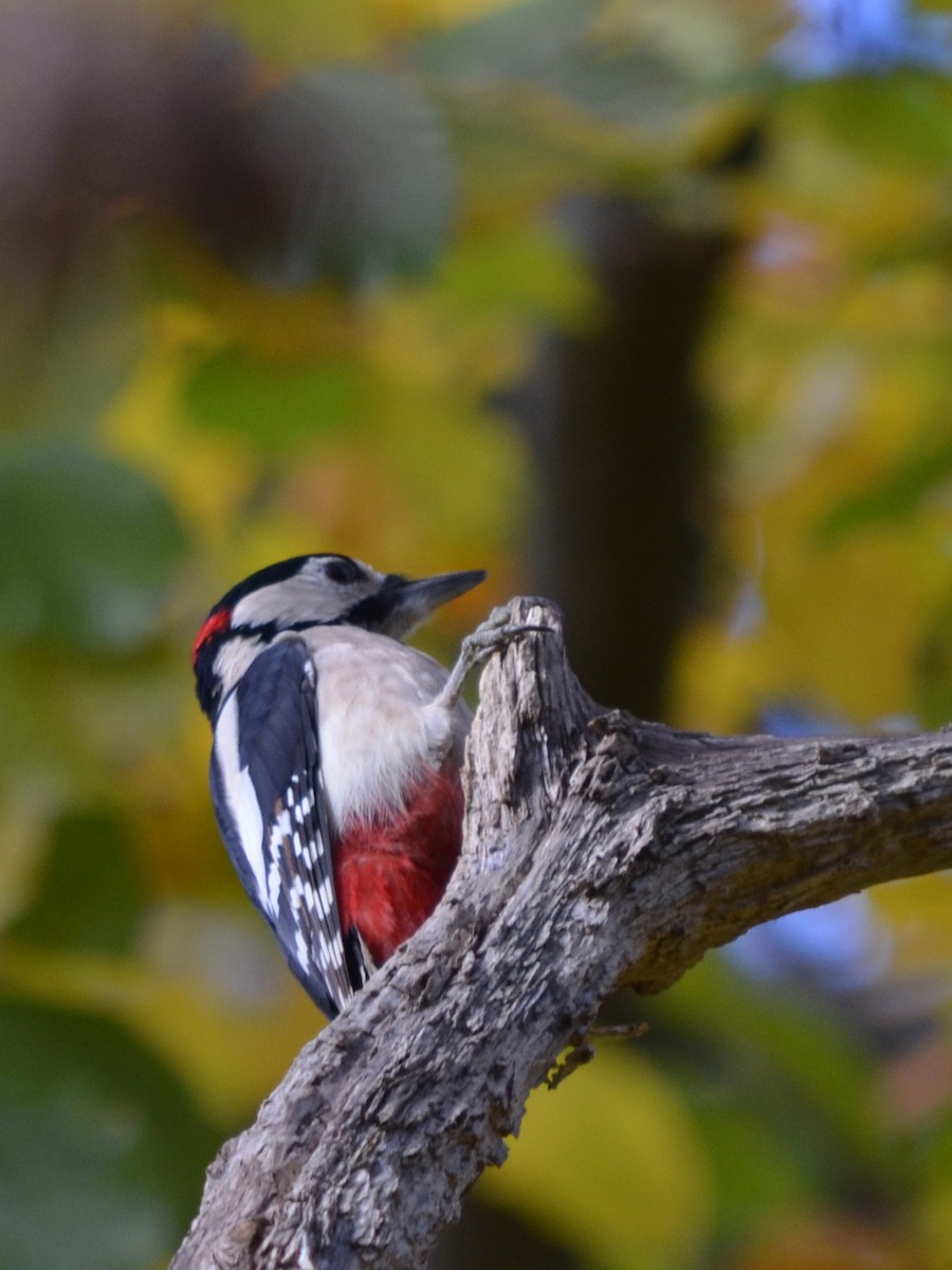 Great Spotted Woodpecker - ML611229515