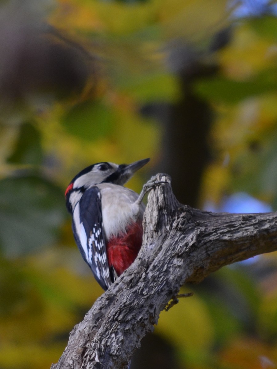 Great Spotted Woodpecker - ML611229516