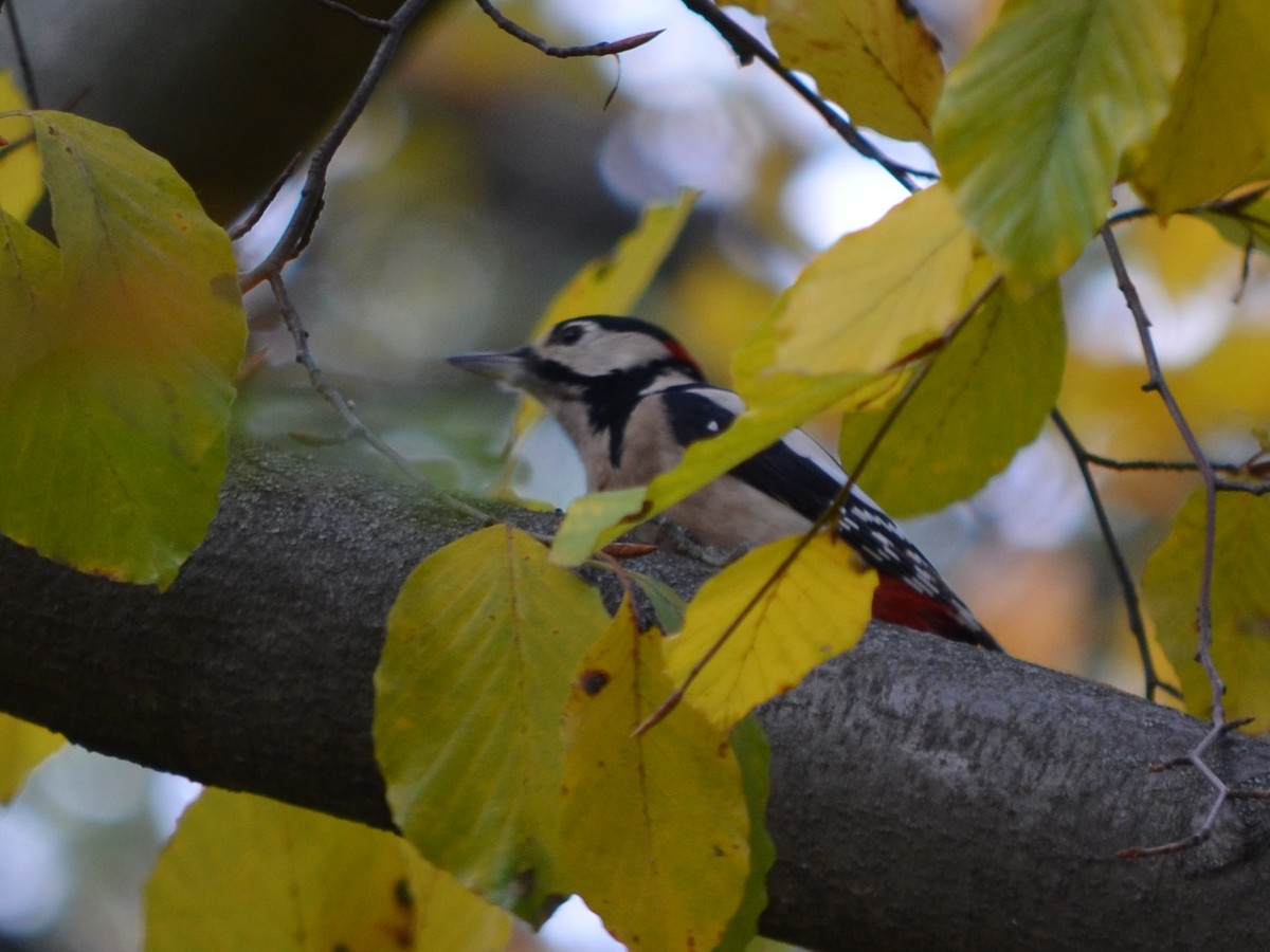 Great Spotted Woodpecker - ML611229517