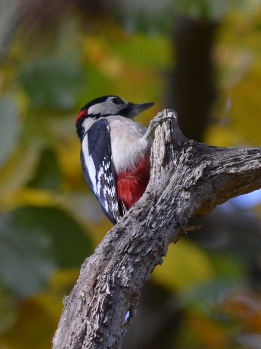 Great Spotted Woodpecker - ML611229518