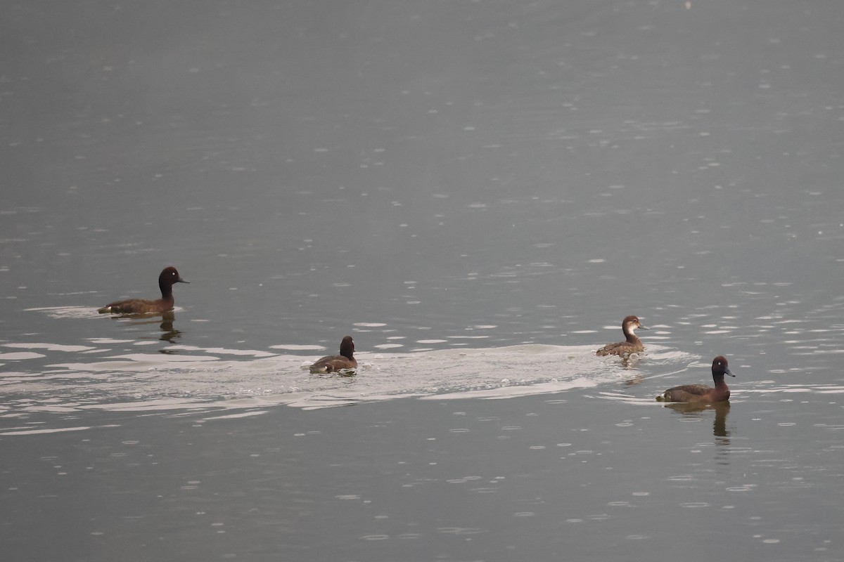 Madagascar Pochard - ML611229524