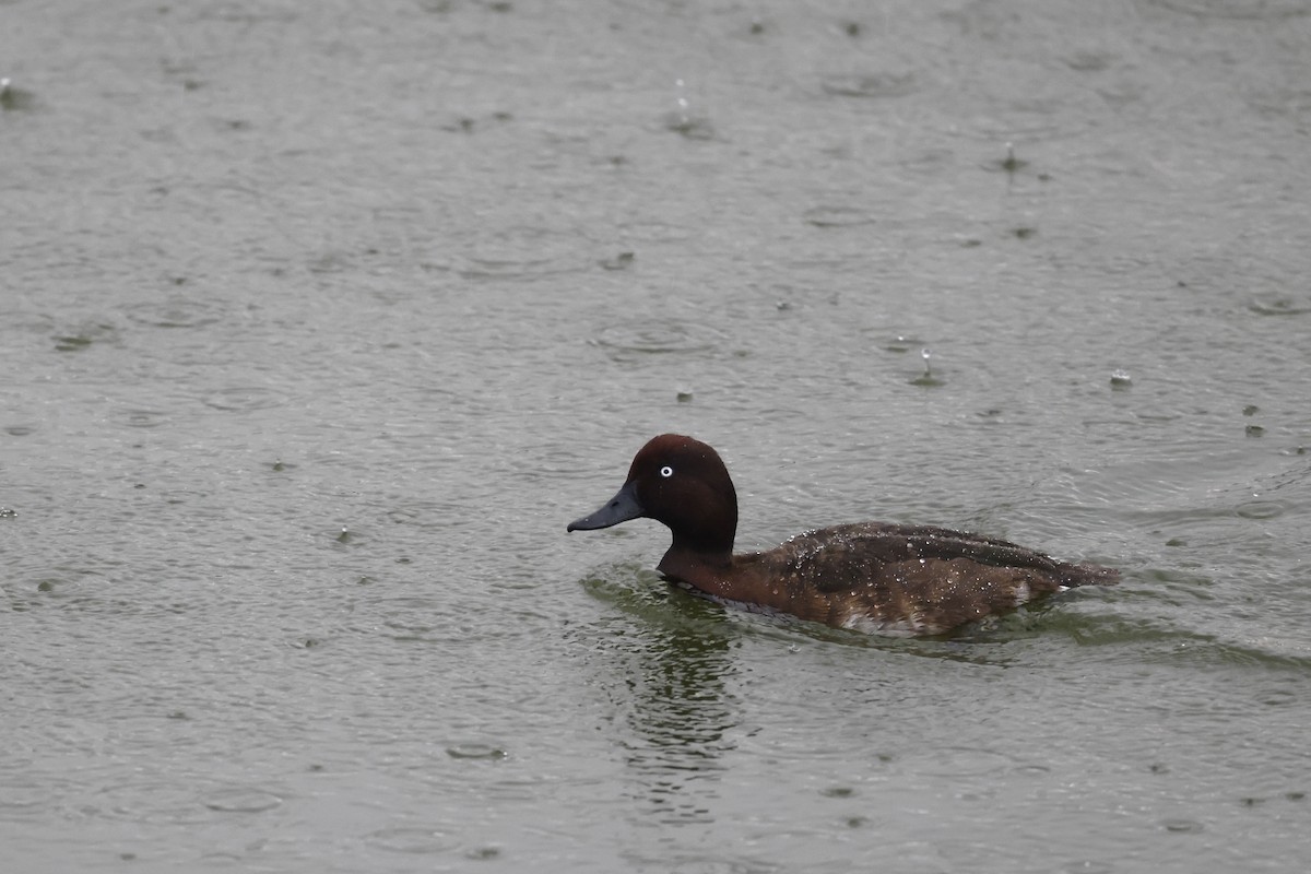 Madagascar Pochard - ML611229525