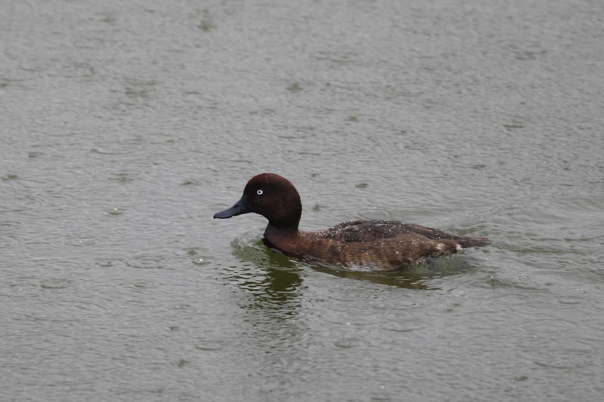 Madagascar Pochard - Daniel Branch