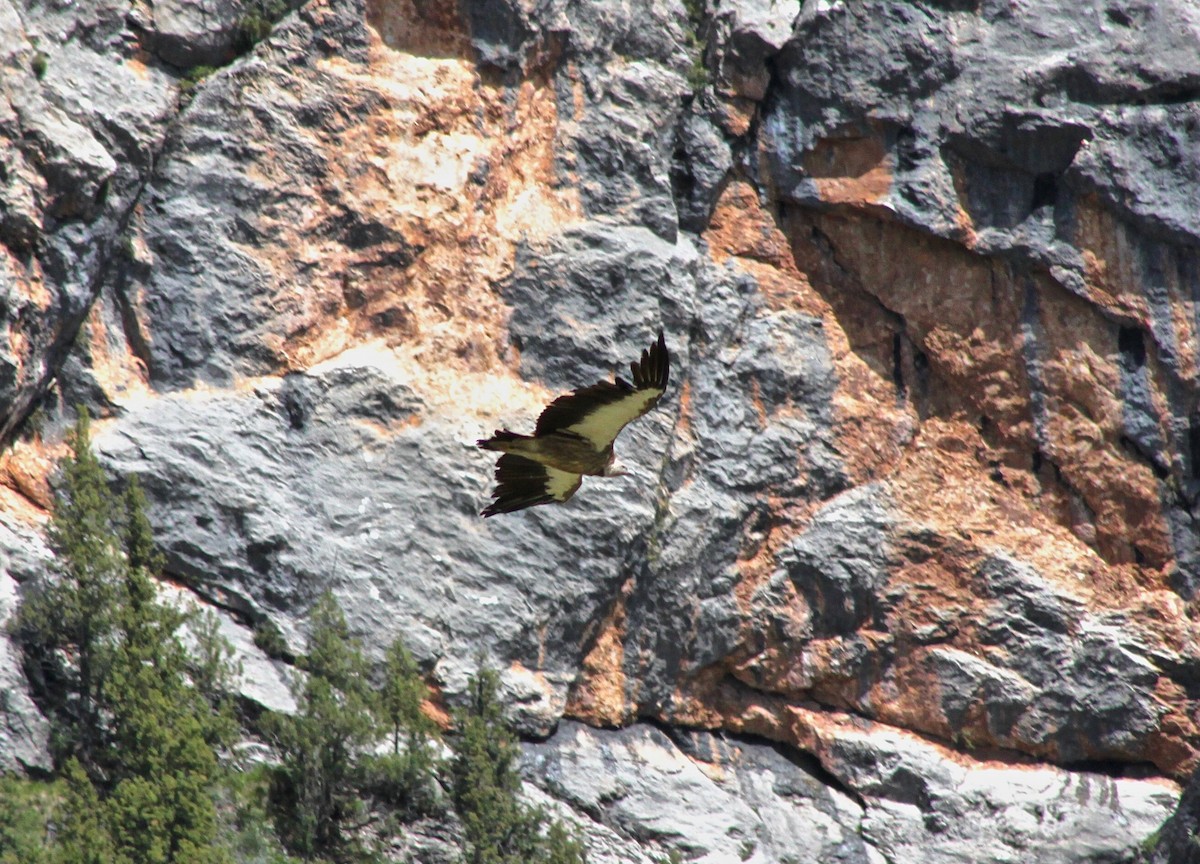 Himalayan Griffon - Martin Hosier