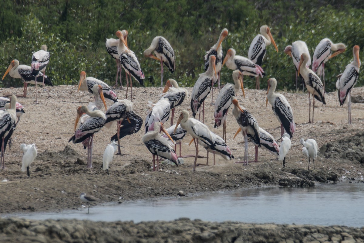 Milky Stork - ML611229586