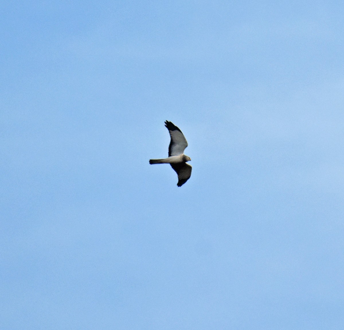 Northern Harrier - ML611229633