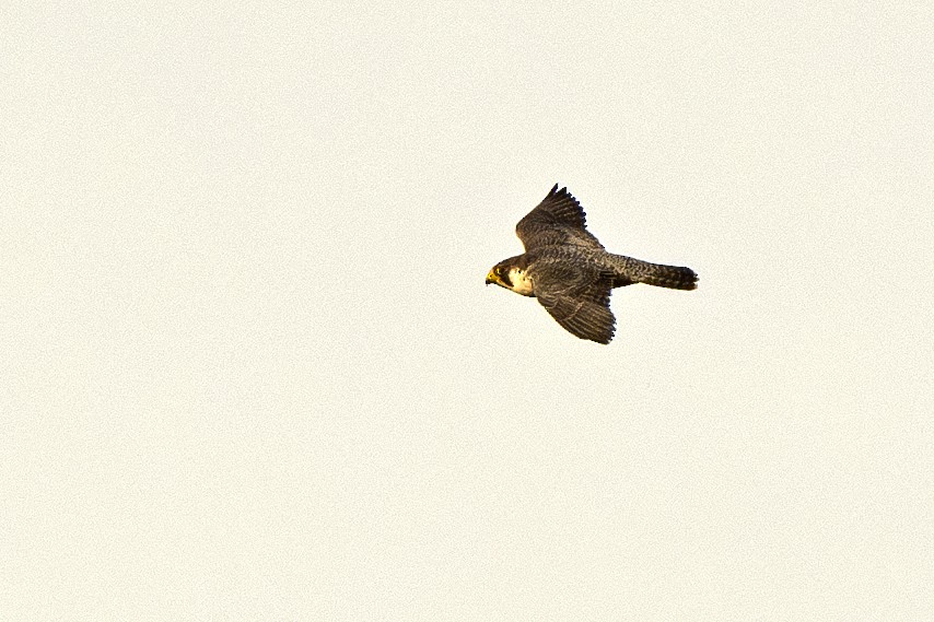 Peregrine Falcon - Radek Papranec