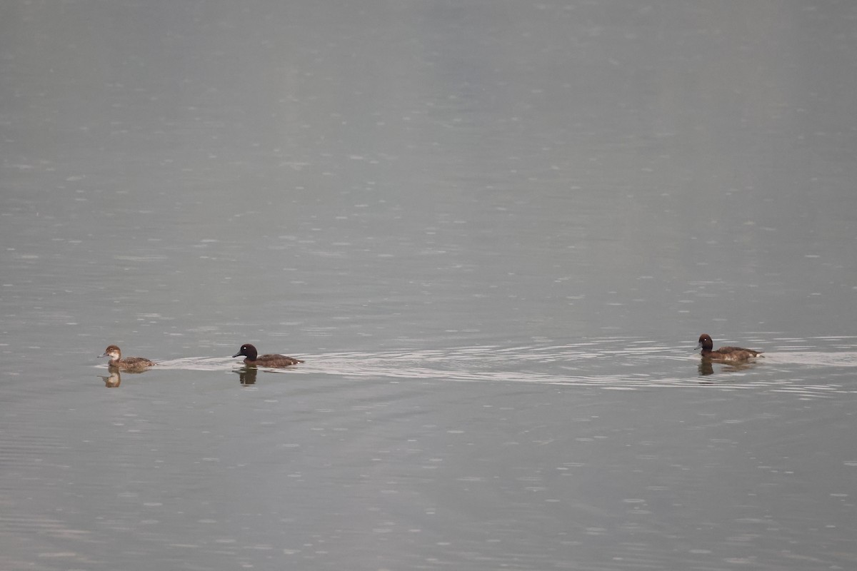 Madagascar Pochard - ML611229781