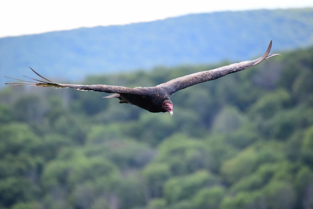 Turkey Vulture - ML611229795