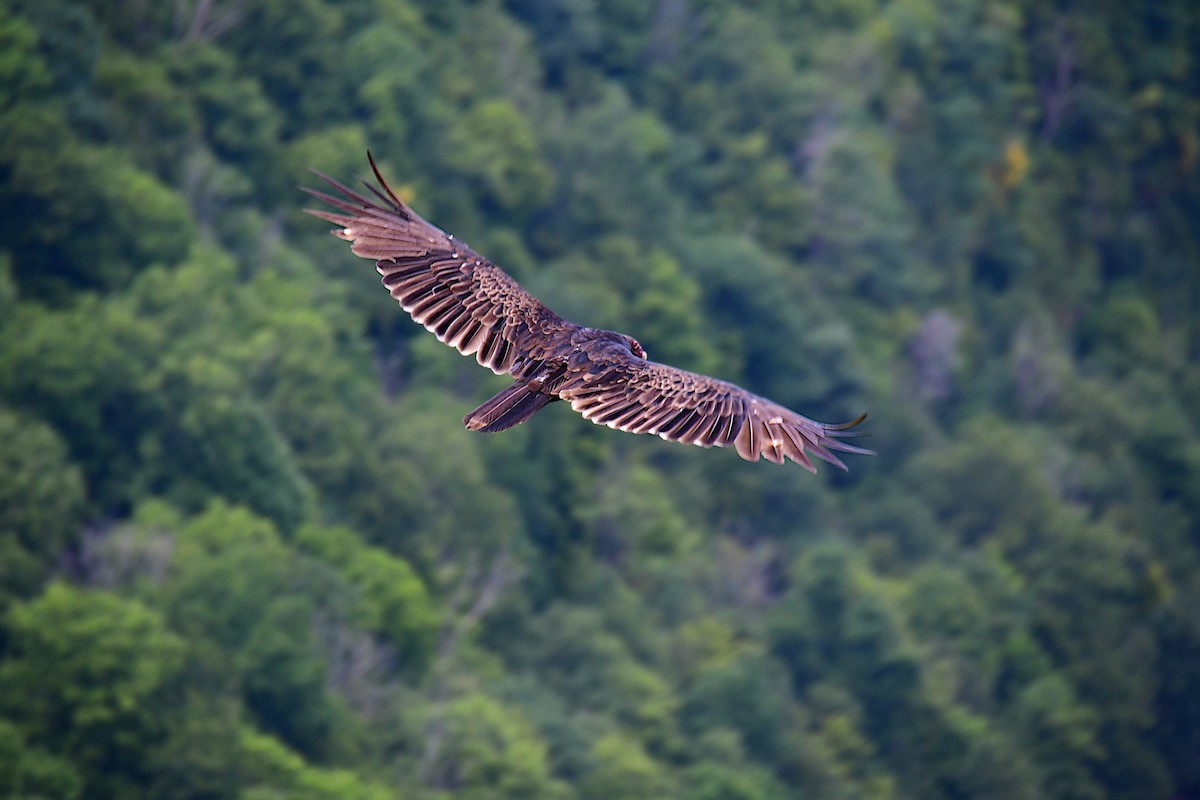 Turkey Vulture - ML611229799