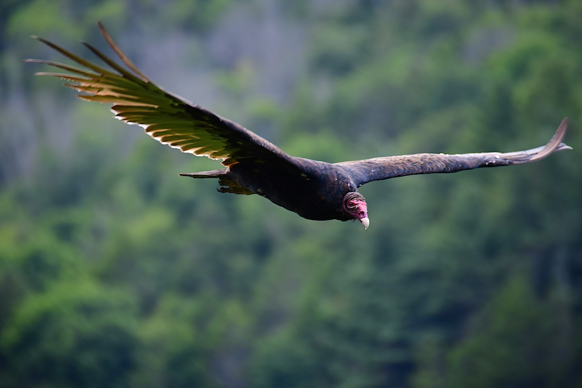 Turkey Vulture - ML611229803