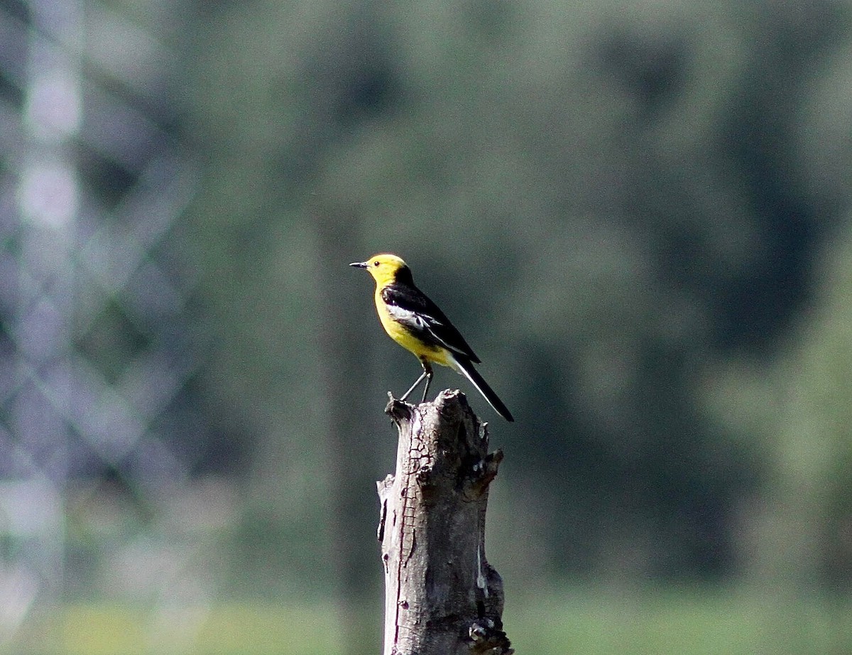 Citrine Wagtail - ML611229835